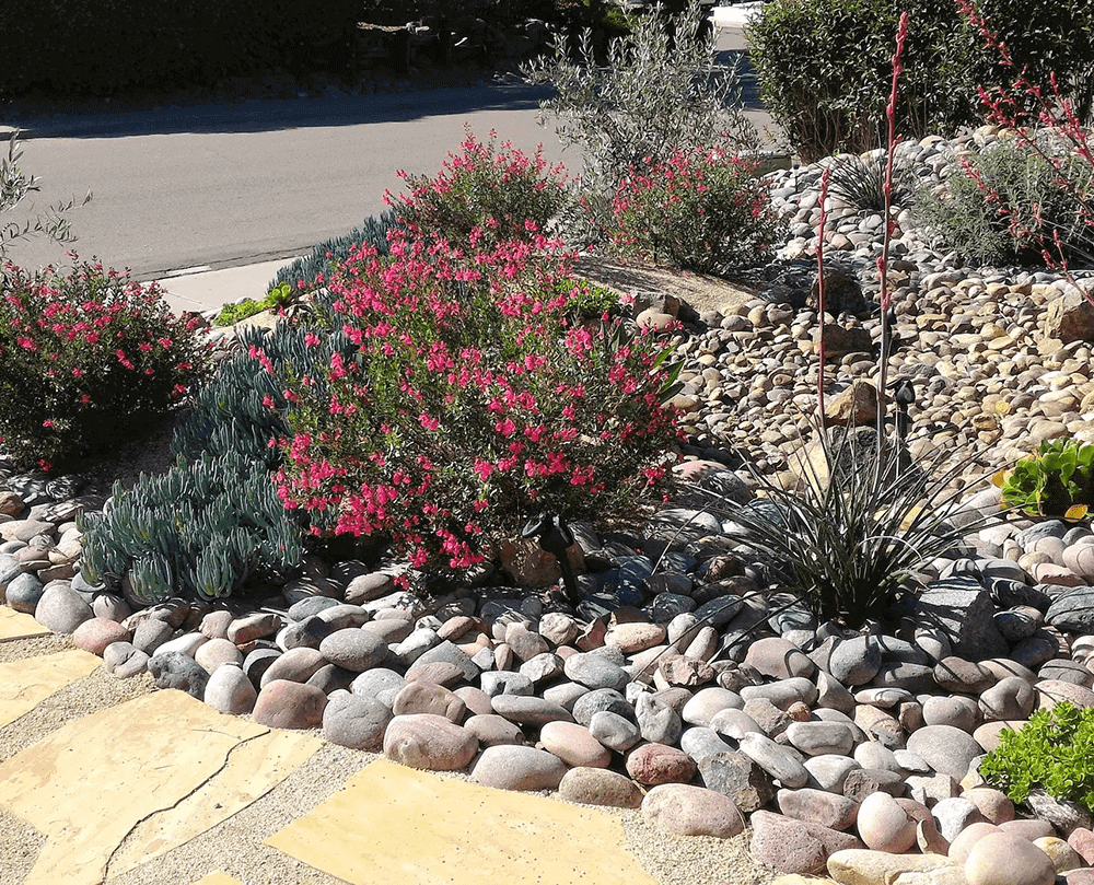 A garden bed with a flowering shrub surrounded by rocks.